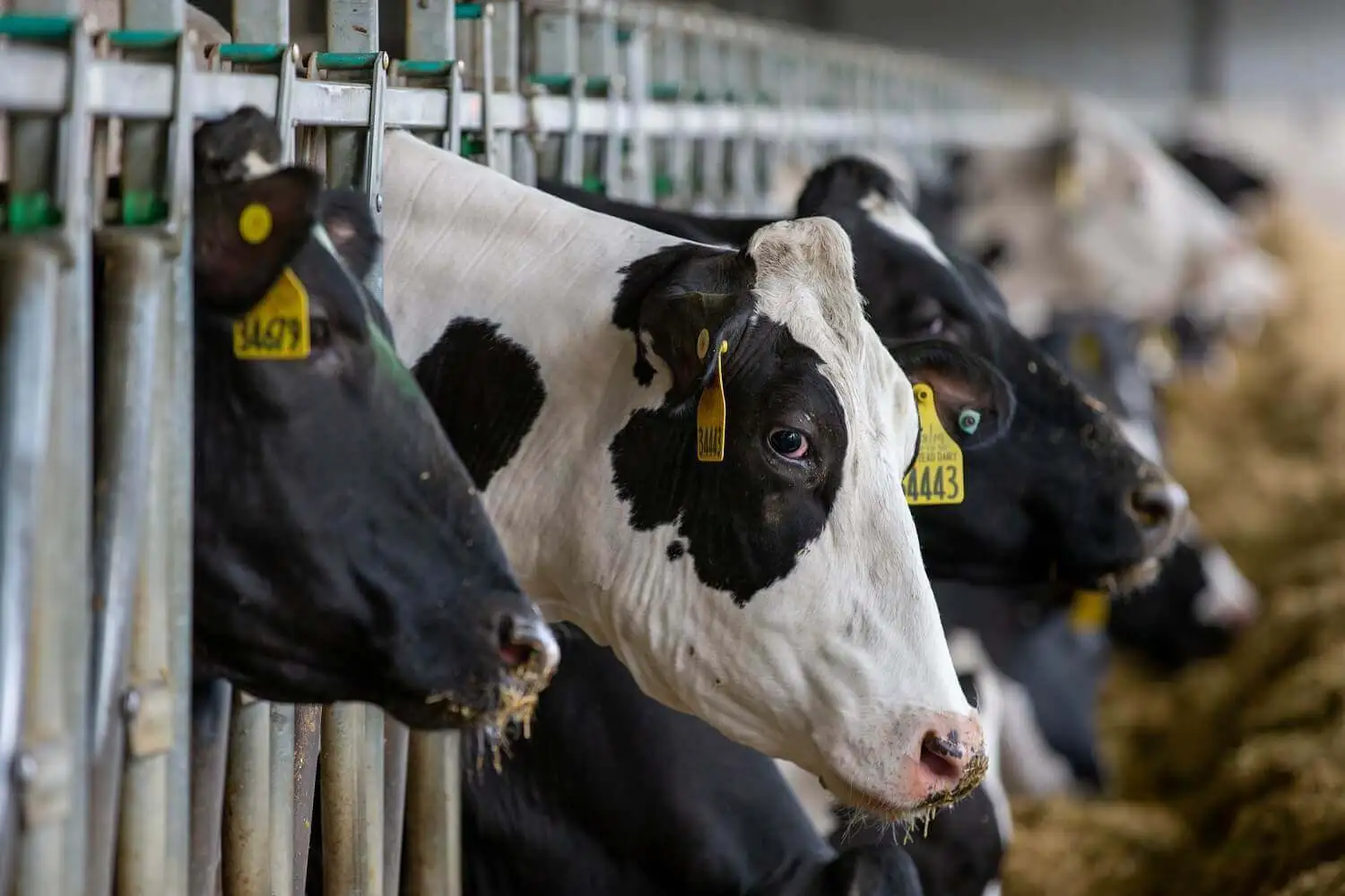 Dairy cows eating